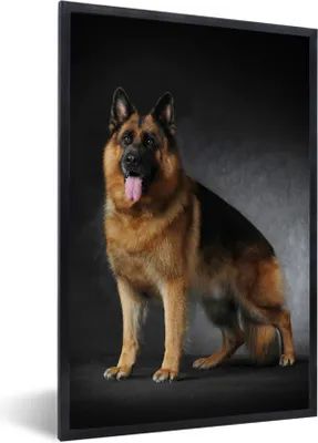 Produktbild von MuchoWow® Gerahmtes Poster Porträt eines Deutschen Schäferhundes mit schwarzem Hintergrund 60x90 cm - Poster mit Schwarzem Bilderrahmen Wandposter Rahmen Foto Bilder - Kunst