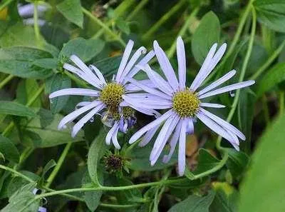 Produktbild von 6 x Aster frik. 'Mönch' - Herbstaster - Topf 9 x 9 cm
