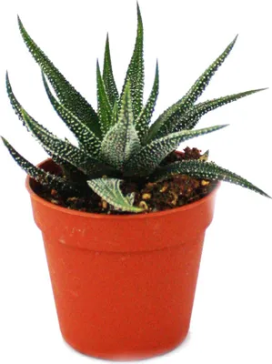 Obrázek produktu pro Haworthia attenuata - malá rostlina v květináči 5,5 cm