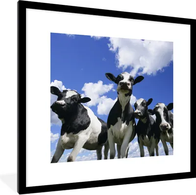 Produktbild von MuchoWow® Gerahmtes Poster Kühe - Luft - Tiere 40x40 cm - Poster mit Schwarzem Bilderrahmen Wandposter Rahmen Foto Bilder - Poster - Plakat im Rahmen