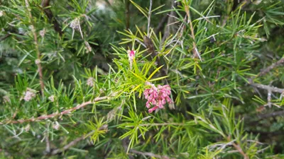 Image de Grevillea 'Canberra Gem' / Grévillée à feuilles de genévrier