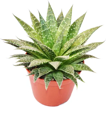 Produktbild von Aloe arristata - kleine sukkulente Pflanze im 5,5cm Topf