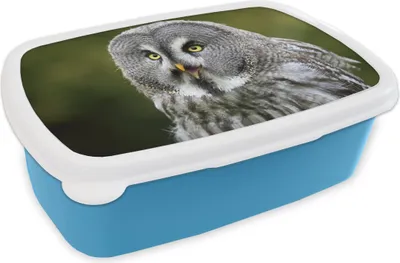 Produktbild von KitchenYeah® Lunchbox Brotzeit Brotdose 17x11 cm Vogel - Eule - Grau Kinder Brotzeitdose - Lunch - Kunststoff  - Brotbüchse - Sandwichbox - Lunchbox für Kinder