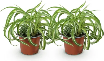 Obrázek produktu pro Chlorophytum comosum Bonnie, 2 rostliny, prumer 12cm, výška 20 - 25cm, zelená