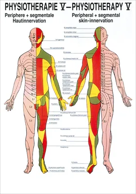 Produktbild von Hautinnervation Mini-Poster Anatomie 34x24 cm medizinische Lehrmittel