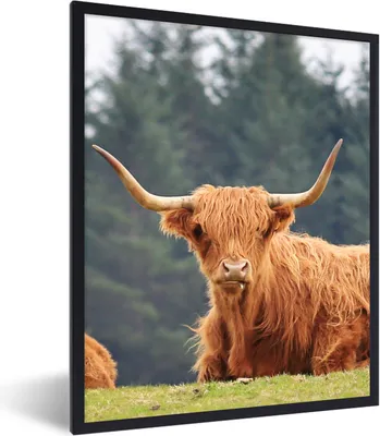 Produktbild von MuchoWow® Gerahmtes Poster Schottische Highlander - Gras - Wald 60x80 cm - Poster mit Schwarzem Bilderrahmen Wandposter Rahmen Foto Bilder - Premium - Wanddeko Wohnzimmer