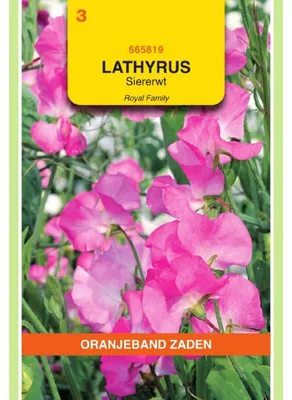 Immagine prodotto di Oranjeband Lathyrus odoratus Royal Leuchtendrosa - 1 confezione di semi