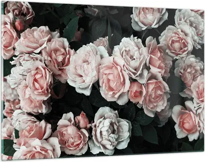 Produktbild von Bilder auf glas - Einteilig - Rosen Blumen Blätter - 120x80cm - Glasbilder - Wandbilder - Bilder - zum Aufhängen bereit - Wanddekoration aus Glas - Glas Bilder - Wandbild auf Glas - GAA120x80-4760