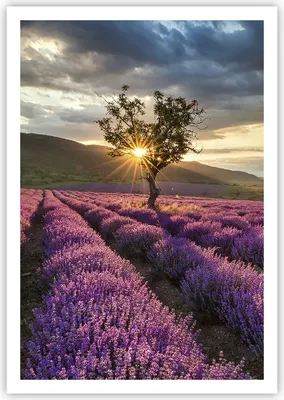Produktbild von Poster - Poster ohne Rahmen - Lavendel Berge Feld - 70x100 cm - Wand Bild - Wanddeko - Wandbilder - Kunstposter - Wandposter - Bilder - Kunstdruck - Wanddekoration - Wandbild - P2XPA70x100-3645