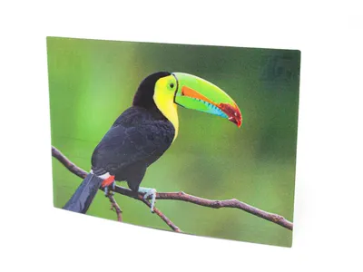 Produktbild von 3 D Ansichtskarte Tukan, Postkarte Wackelkarte Hologrammkarte Tiere Tier Tukane Vogel
