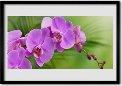 Produktbild von Bild 100x70 MDF-Rahmen Wandkunst Orchidee Orchidee Blumen