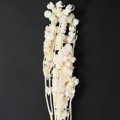 Produktbild von Dekorative Trockenblume Lampionblume künstlich filigran elegant