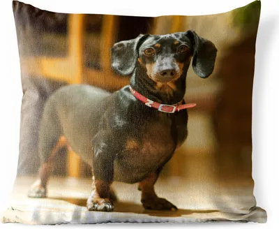 Produktbild von MuchoWow® Outdoor Kissen - Porträt eines schwarzen Dackels - 50x50 cm - Wetterfest - Lounge Kissen - Komfortabel - Kissen mit Bild