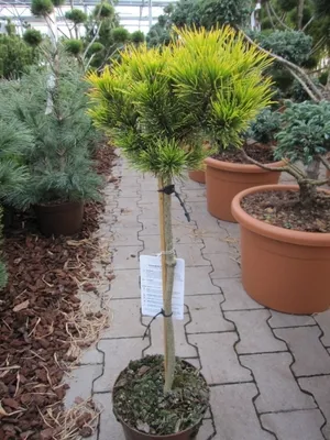 Produktbild von Pinus mugo Carstens Wintergold - Wintergelbe Bergkiefer - Hoch-Stamm 40cm