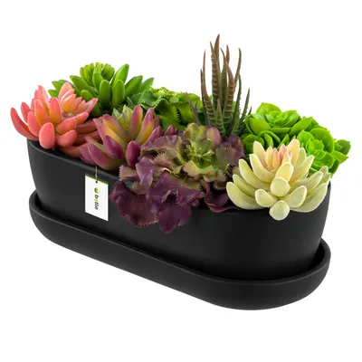 A black oval ceramic planter filled with various artificial succulents and a small tag attached to the planter.