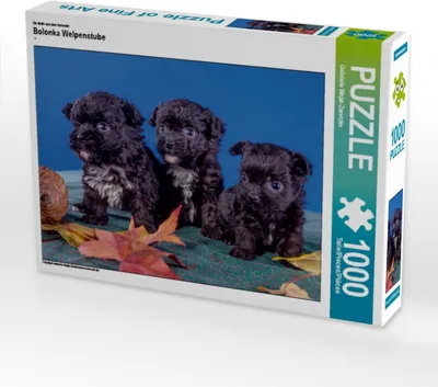 Produktbild von Calvendo Ein Motiv aus dem Kalender Bolonka Welpenstube 1000 Teile Puzzle quer 640x480mm, Wejat-Zaretzke Gabriela; 7273161