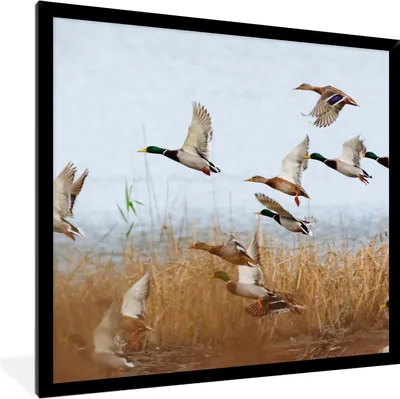 Produktbild von MuchoWow® Gerahmtes Poster Ente - Vogel - Schilf - Wasser - Enten 40x40 cm - Poster mit Schwarzem Bilderrahmen Wandposter Rahmen Foto Bilder - Mit Rahmen - Wanddekoration Schlafzimmer