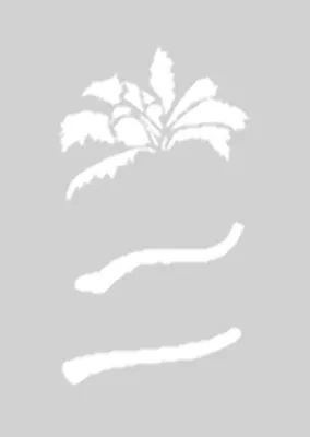 Produktbild von Createx Stencil | Mylar Universal | Palmen I