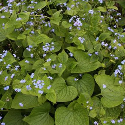 Produktbild von 6 x Kaukasusvergissmeinnicht - Brunnera macrophylla  | Topf 9cm x 9cm