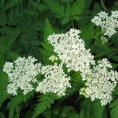 Produktbild von 6 x Süßdolde - Myrrhis odorata  | Topf 9cm x 9cm