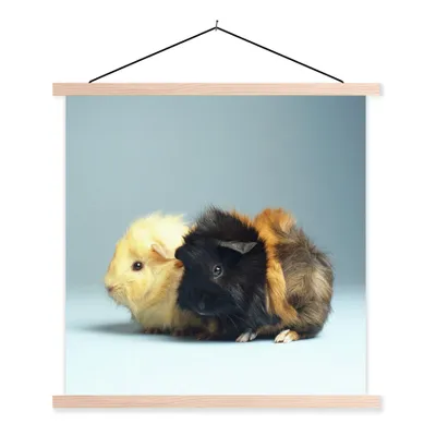 Produktbild von MuchoWow® Textilposter Zwei kleine Meerschweinchen 40x40 cm mit holzfarbenen Rahmen - Posterleiste