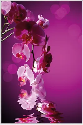 Produktbild von Wallario Wandbild Rosafarbene Orchidee  Blüten in pink, Größe: 61 x 91,50 cm, Poster mit weißem Aluminiumrahmen
