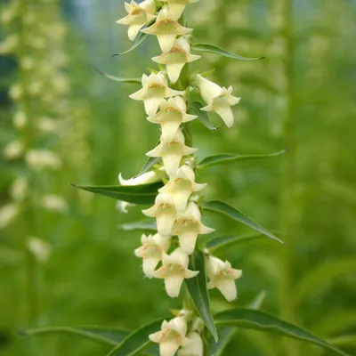 Immagine prodotto di 6 piante di Digitalis lutea (Vingerhoedskruid) | Vaso da 9 cm x 9 cm
