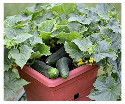 Produktbild von Gurkensamen Bush Champion Salatgurke