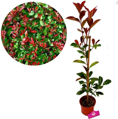 A potted Photinia Fraseri 'Red Robin' shrub is shown next to a circular close-up of its foliage.