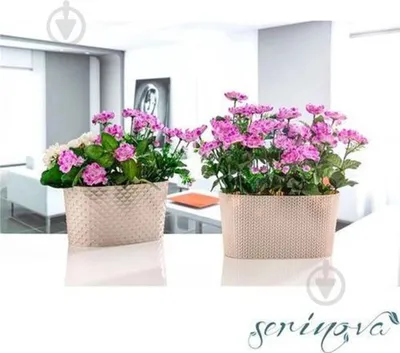 Image de Lot de 2 pots de fleurs ovales dorés 4,7 L avec drainage - élégants bacs à plantes pour balcons et intérieurs
