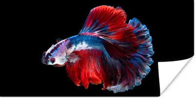 Produktbild von MuchoWow® Poster Fisch - Schwanz - Schwarz 120x60 cm - Bild