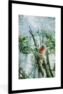 Produktbild von MuchoWow® MuchoWow® Gerahmtes Poster Zwergseidenäffchen im Baum 60x90 cm - Poster mit zchwarzem Bilderrahmen - Dekoration - Wandposter Wohnzimmer - Hochwertig