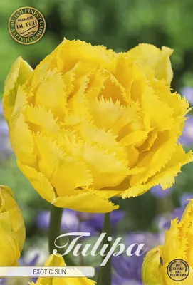 Artikelbild 2 von 'Tulpe Exotic Sun (7 Stück)' aus der Kategorie Tulpenzwiebeln