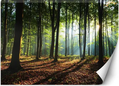 Produktbild von Vlies fototapete Morgenwald Natur Bäume 450x315 cm Feeby Braun inkl. Kleber einfache Montage