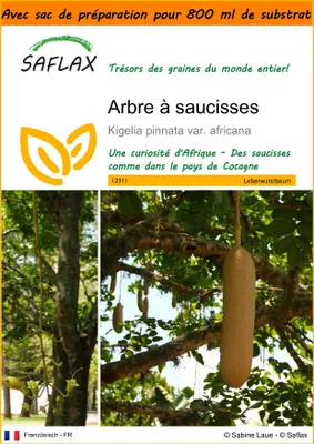 Image de SAFLAX Garden in the bag - Arbre à saucisses - 10 graines - Kigelia