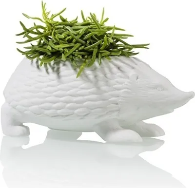 A white ceramic hedgehog planter filled with green succulent plants, set against a white background.