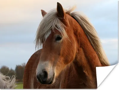 Produktbild von MuchoWow® Poster Haflinger Pferd auf der Wiese 160x120 cm - Foto Plakat
