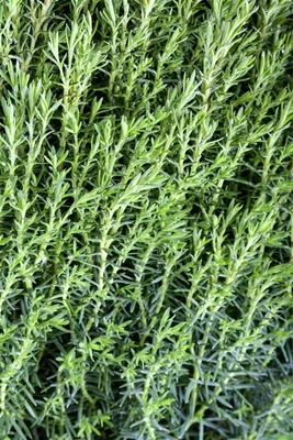 Produktbild von Thuja occidentalis 'Teddy', Kugel-Lebensbaum, kompakt, 20–25 cm