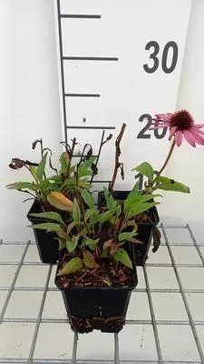 Immagine prodotto di 6 x Echinacea purp. 'Sunseekers Pink' - Sonnenhut - Topf 9 x 9 cm