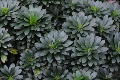 Produktbild von Stauden Gänge 1 x Euphorbia amygdaloides ssp. 'Robbiae' - Mandelblättrige Wolfsmilch - Robust, elegant und perfekt für den Schatten