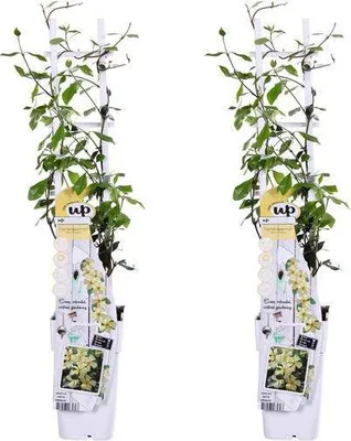 Immagine prodotto di Gelsomino stellato Trachelospermum 'Star of Toscana' - Set da 2 piante, altezza 65 cm, diametro 15 cm, sempreverde