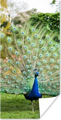 Produktbild von MuchoWow® Poster Pfau - Federn - Garten 75x150 cm - Dekoration für die Wände