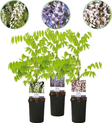 Produktbild von GreenboutiQ - Blauregen Pflanze Winterhart - Wisteria floribunda Tricolour - Blumen Blau Rosa Weiß - 3 Pflanzen - Topf 11cm Höhe 40cm
