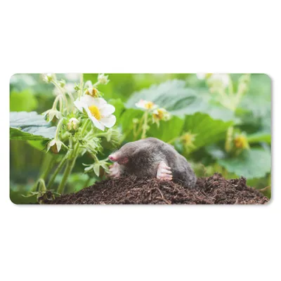 Produktbild von MuchoWow® Schreibtischunterlage Tier - Garten - Maulwurf 80x40 cm - XXL Mauspad - Gaming Mauspad