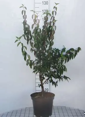 Immagine prodotto di Cornus mas - Ciliegio corniolo Jolico 60-80 cm contenitore