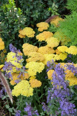 Produktbild von Achillea clypeolata 'Schwellenburg', Schafgarbe, gelb, ca. 9x9 cm Topf