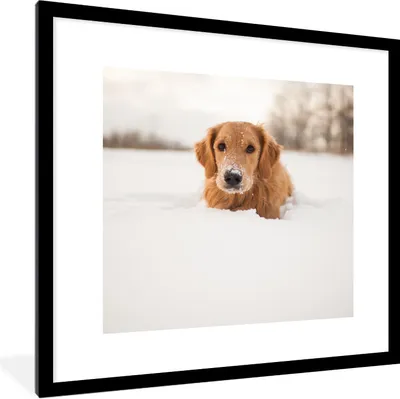 Produktbild von MuchoWow® Gerahmtes Poster Hund - Schnee - Winter 40x40 cm - Poster mit Schwarzem Bilderrahmen Wandposter Rahmen Foto Bilder - Poster - Plakat im Rahmen