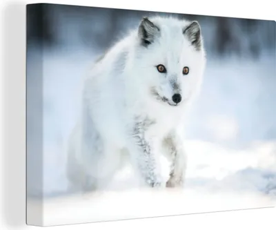 Produktbild von OneMillionCanvasses® - Leinwandbilder - 140x90 cm, Polarfuchs - Winter - Schnee, Wandbilder Kunstdruck Wanddekoration - Foto auf Leinwand - Gemälde auf Holzrahmen