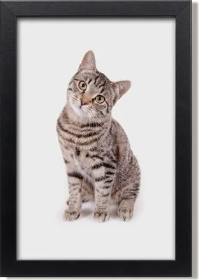 Produktbild von Bild 20x30 MDF-Rahmen, Wandkunst Katze