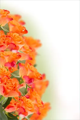 Produktbild von Wallario Poster - Orangene Rosenblüten im Strauß, Kunstdruck Größe: 61 x 91,50 cm